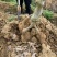 葛根苗葛根种苗粉葛种苗绿化苗木葛根苗无渣粉葛包活包技术