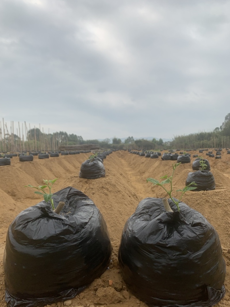 葛根苗葛根种苗粉葛种苗绿化苗木葛根苗无渣粉葛包活包技术