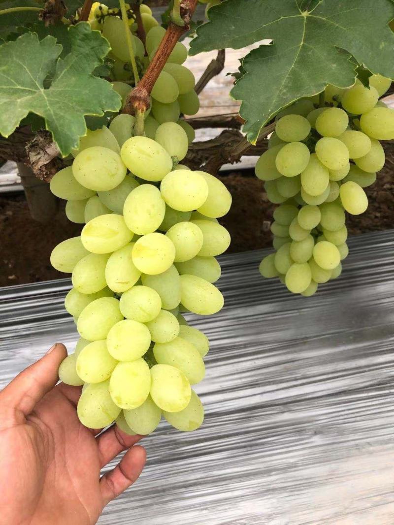 【葡萄】饶阳维多利亚青提皮薄多汁产地直销保质保量