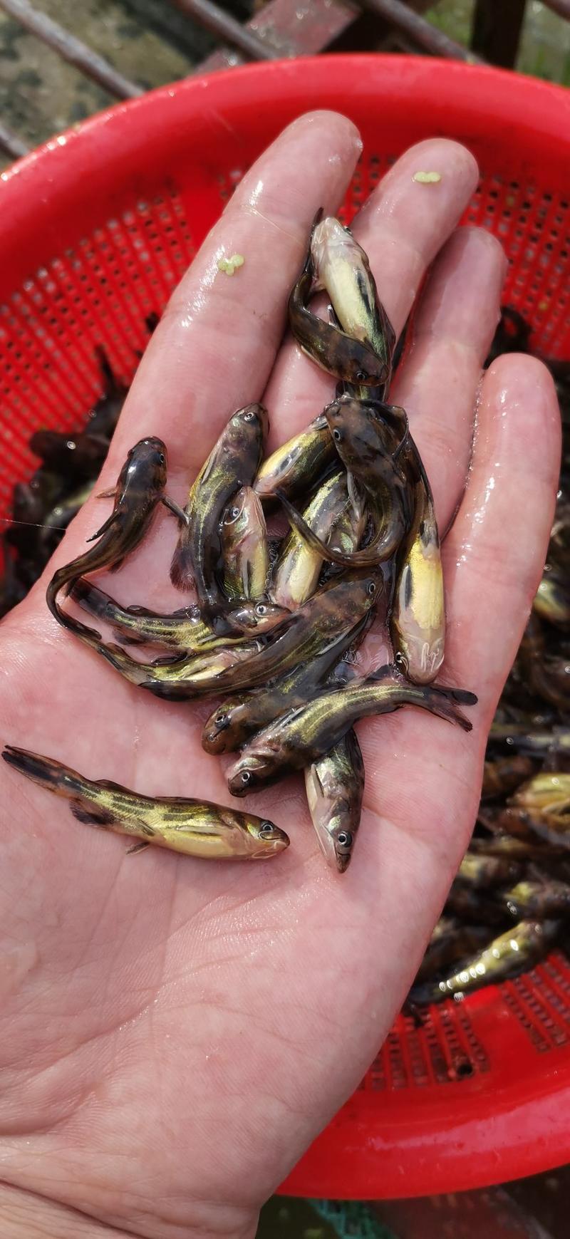 杂交快大全雄单性黄颡鱼苗场地直销技术跟踪指导包送到塘边。