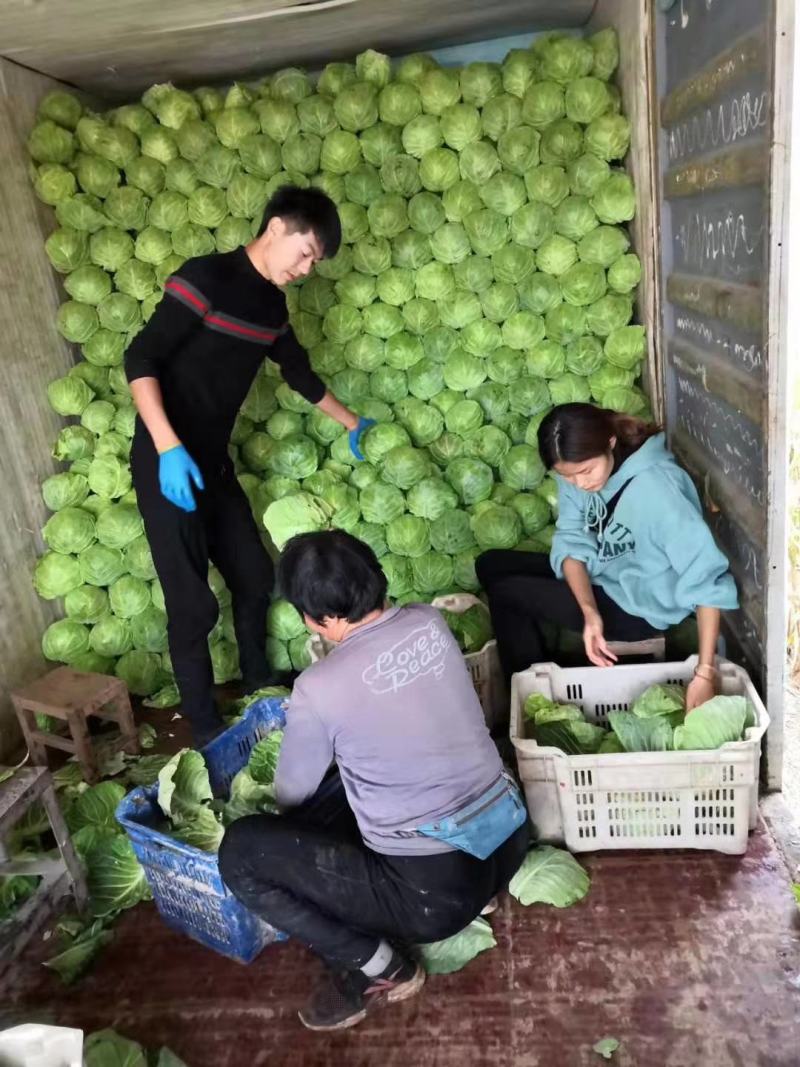 甘蓝，平顶宣菜冷棚甘蓝，个头均匀，可代发全国！