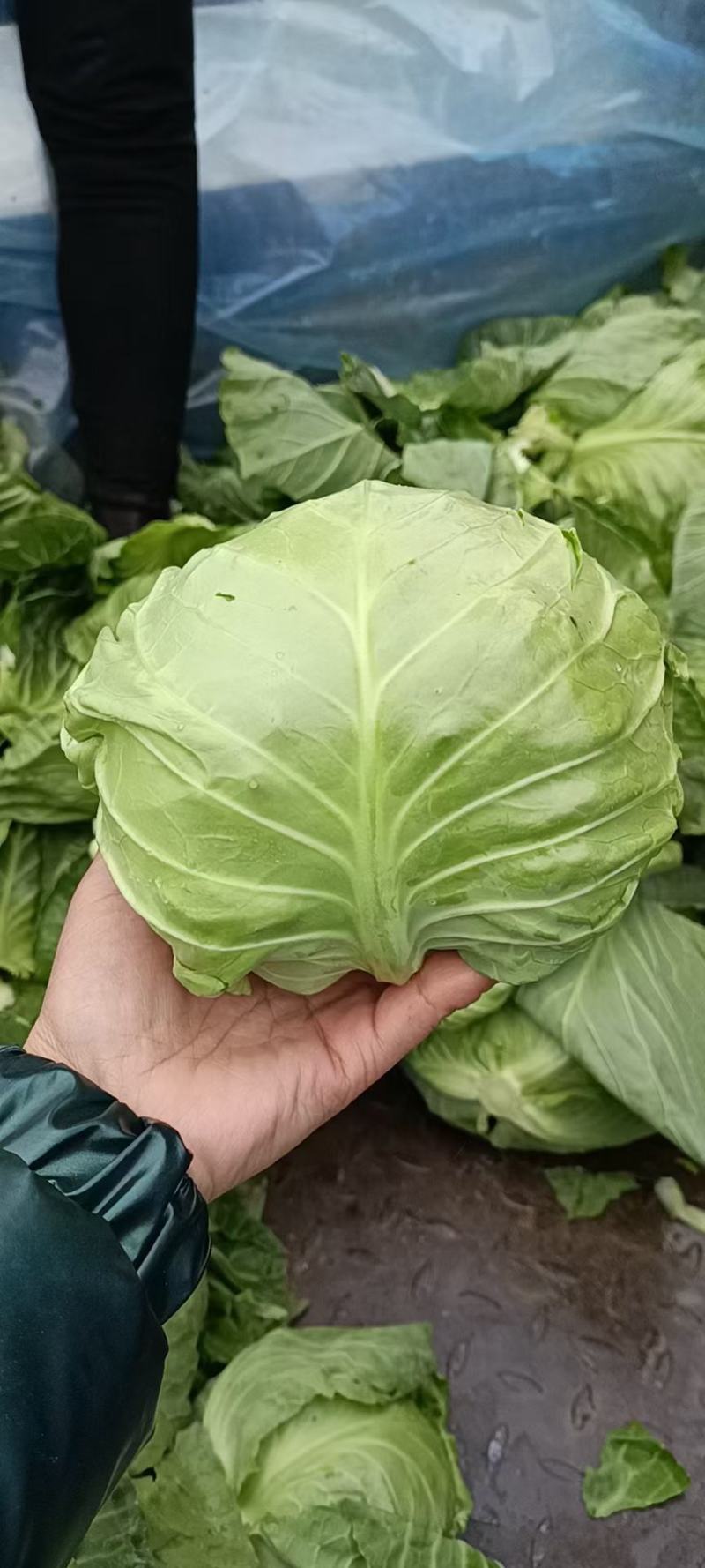 甘蓝，平顶宣菜冷棚甘蓝，个头均匀，可代发全国！