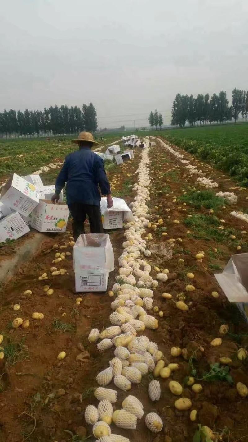 山东肥城大棚新土豆，上市供应，全国发货，价格低廉，保质量