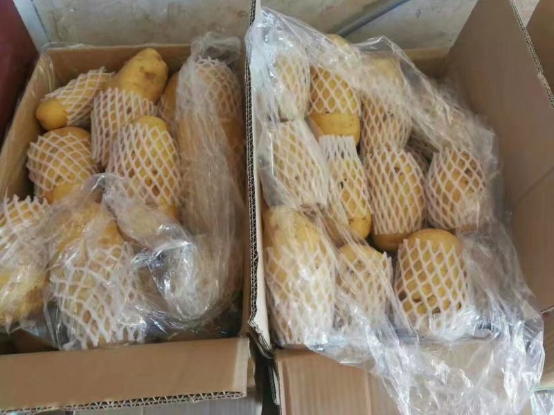山东肥城大棚新土豆，上市供应，全国发货，价格低廉，保质量