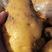 山东沂蒙山荷兰十五土豆大量供应中，价格便宜，质量好，欢迎