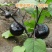 【精品】紫圆茄，产地直销，量大从优，供应市场商超电商