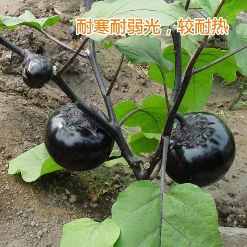 【精品】紫圆茄，产地直销，量大从优，供应市场商超电商