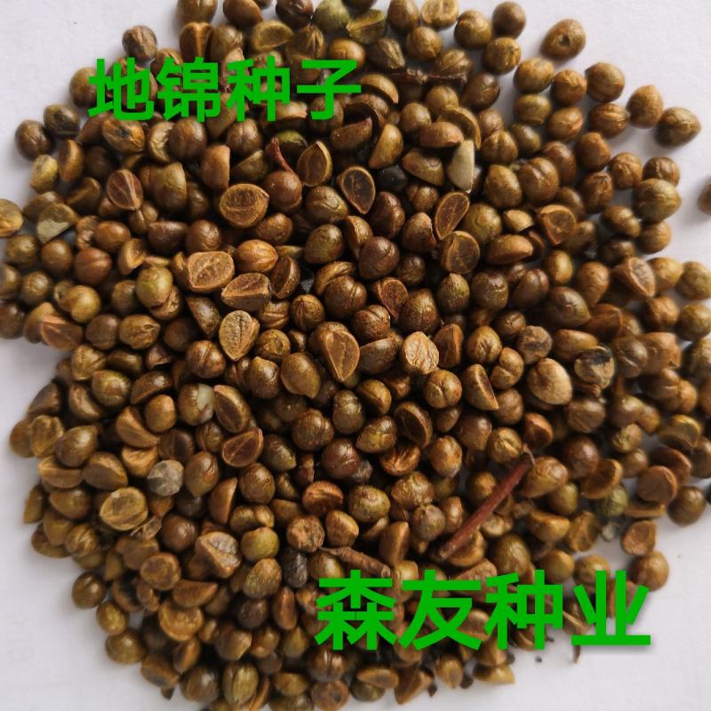 东北抗寒白蜡种籽，白蜡小苗，东北白蜡，抗寒苗木