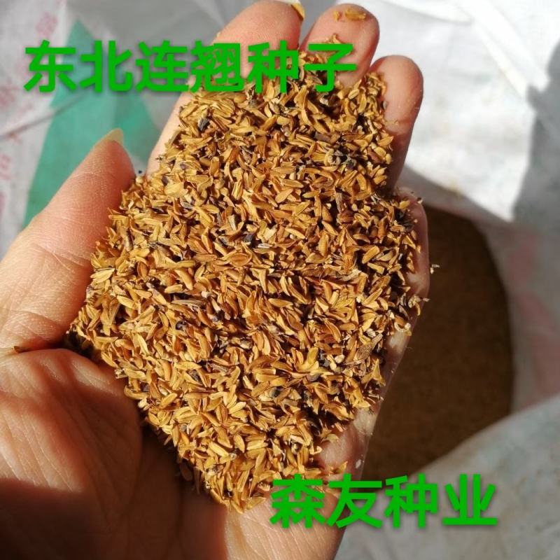 东北抗寒白蜡种籽，白蜡小苗，东北白蜡，抗寒苗木