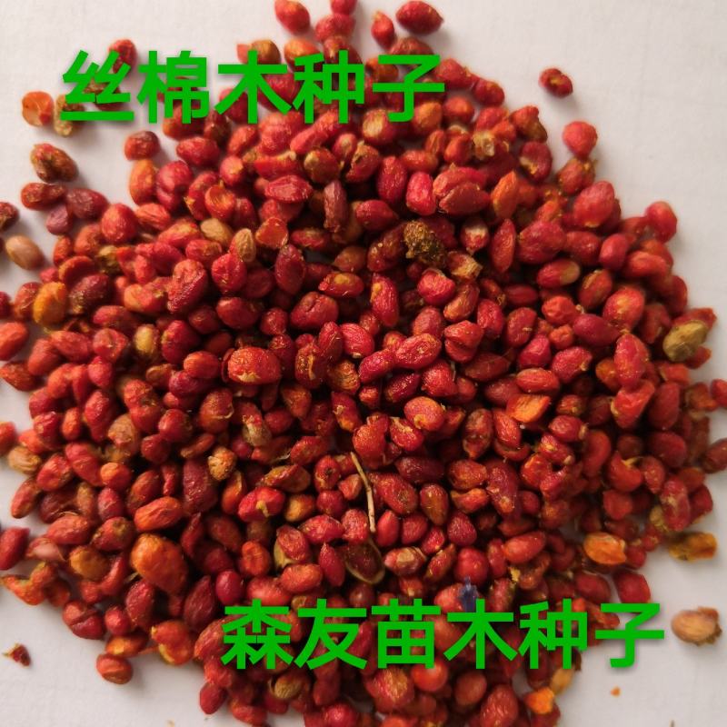 东北抗寒白蜡种籽，白蜡小苗，东北白蜡，抗寒苗木