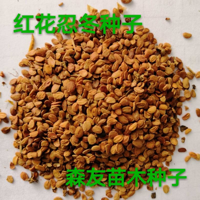 东北抗寒白蜡种籽，白蜡小苗，东北白蜡，抗寒苗木