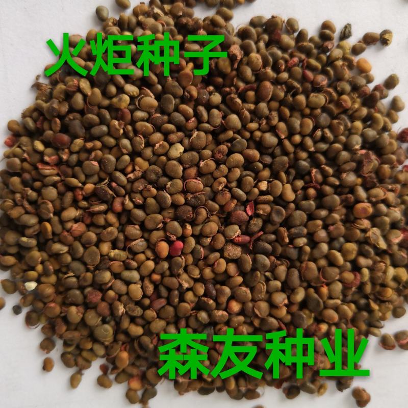 东北抗寒白蜡种籽，白蜡小苗，东北白蜡，抗寒苗木