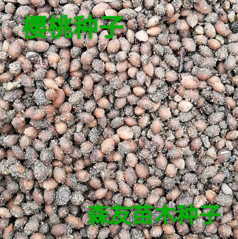 东北抗寒白蜡种籽，白蜡小苗，东北白蜡，抗寒苗木