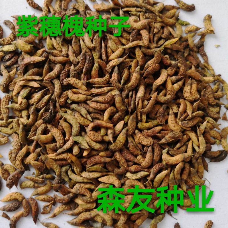 东北抗寒白蜡种籽，白蜡小苗，东北白蜡，抗寒苗木