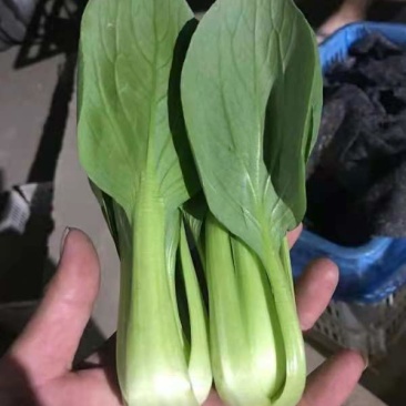 上海青，常年大量供应，诚信经营，一手货源