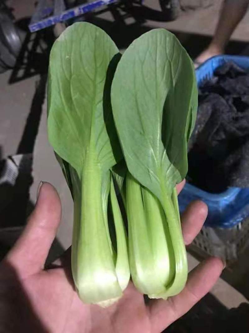 上海青，常年大量供应，诚信经营，一手货源