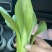 上海青，常年大量供应，诚信经营，一手货源
