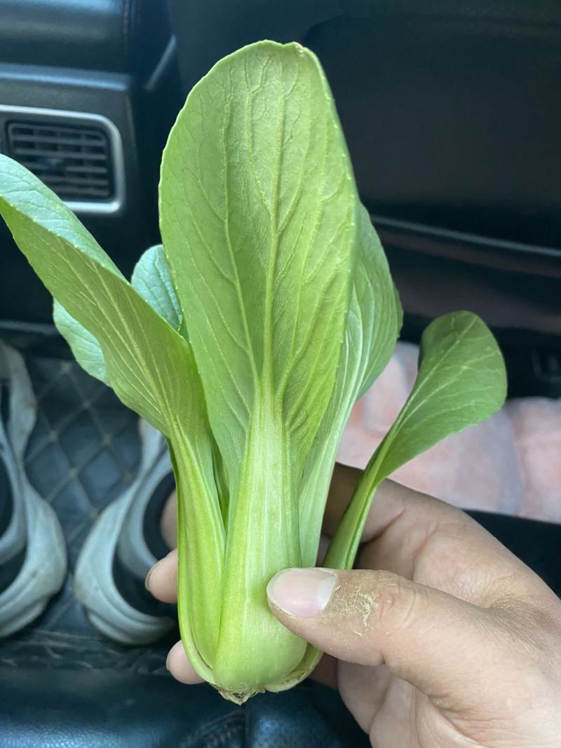 上海青，常年大量供应，诚信经营，一手货源