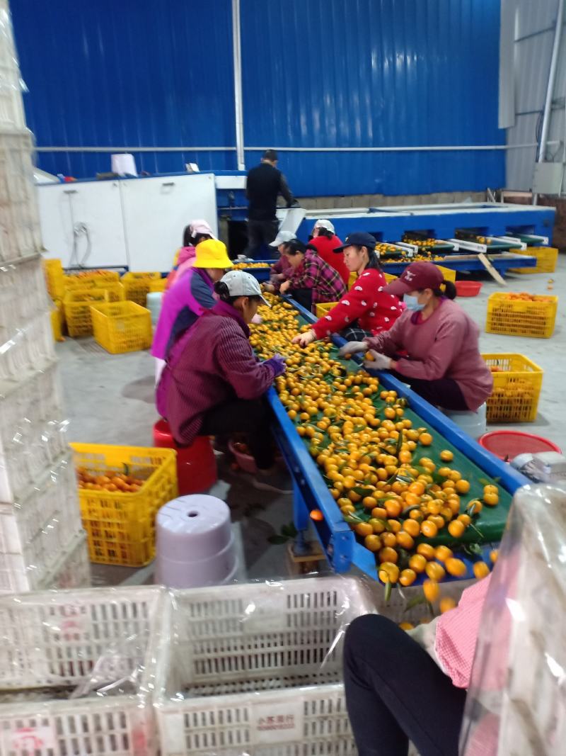 马水桔产地代办，地头价格，一手货源