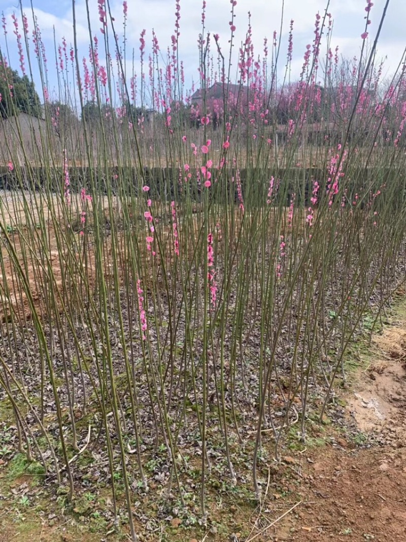 苦丁茶小苗大叶冬青苦丁茶小苗工程苗绿化苗