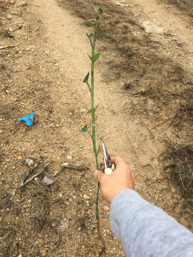 苦丁茶小苗大叶冬青苦丁茶小苗工程苗绿化苗