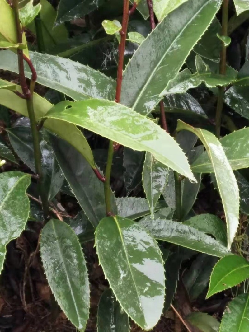 苦丁茶小苗大叶冬青苦丁茶小苗工程苗绿化苗