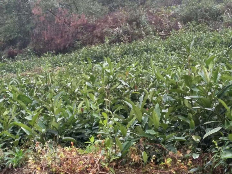 苦丁茶小苗大叶冬青苦丁茶小苗工程苗绿化苗