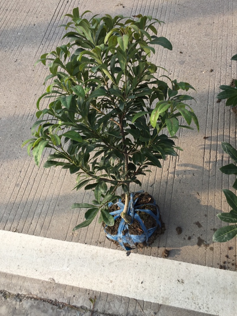 苦丁茶小苗大叶冬青苦丁茶小苗工程苗绿化苗