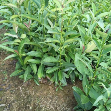 苦丁茶小苗大叶冬青苦丁茶小苗工程苗绿化苗