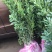 苦丁茶小苗大叶冬青苦丁茶小苗工程苗绿化苗
