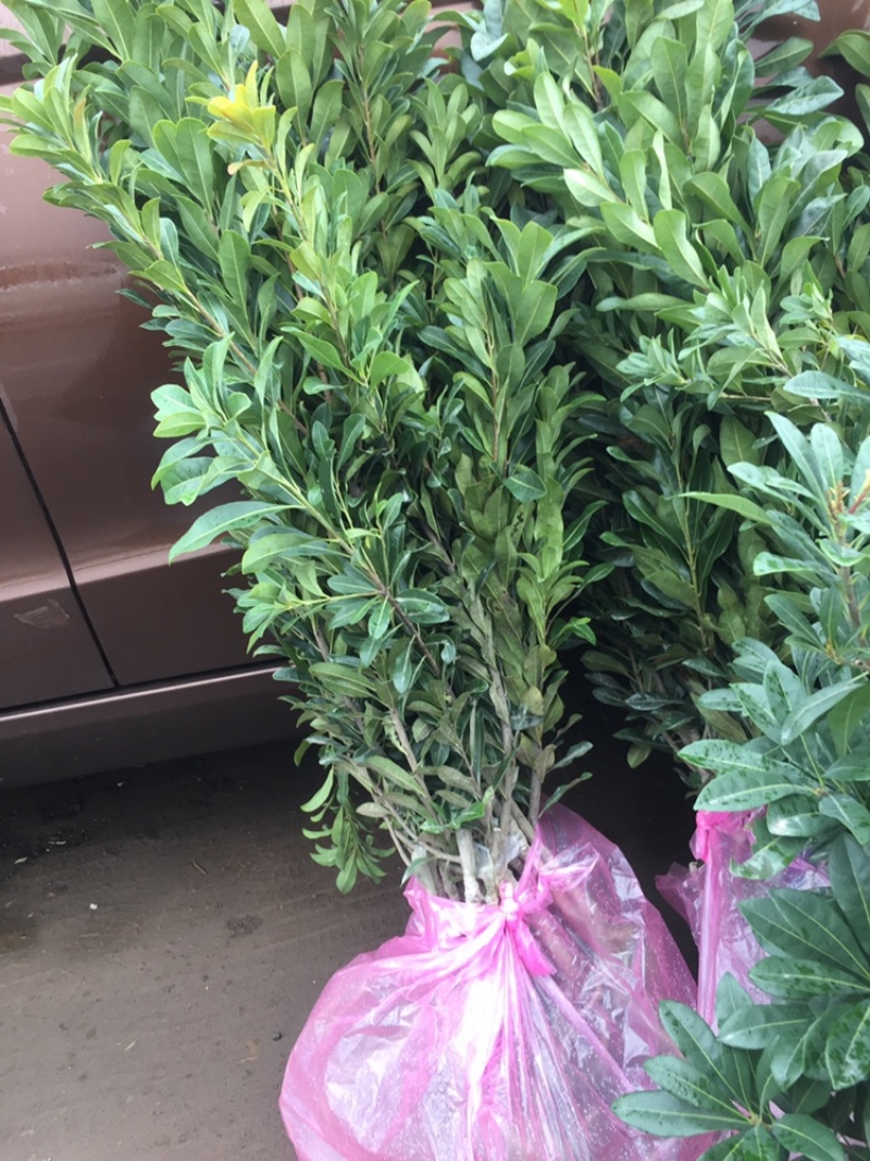 苦丁茶小苗大叶冬青苦丁茶小苗工程苗绿化苗