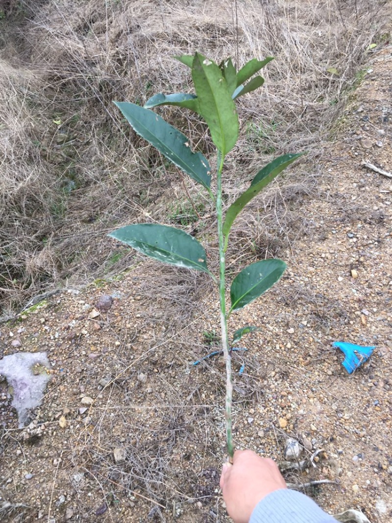 苦丁茶小苗大叶冬青苦丁茶小苗工程苗绿化苗