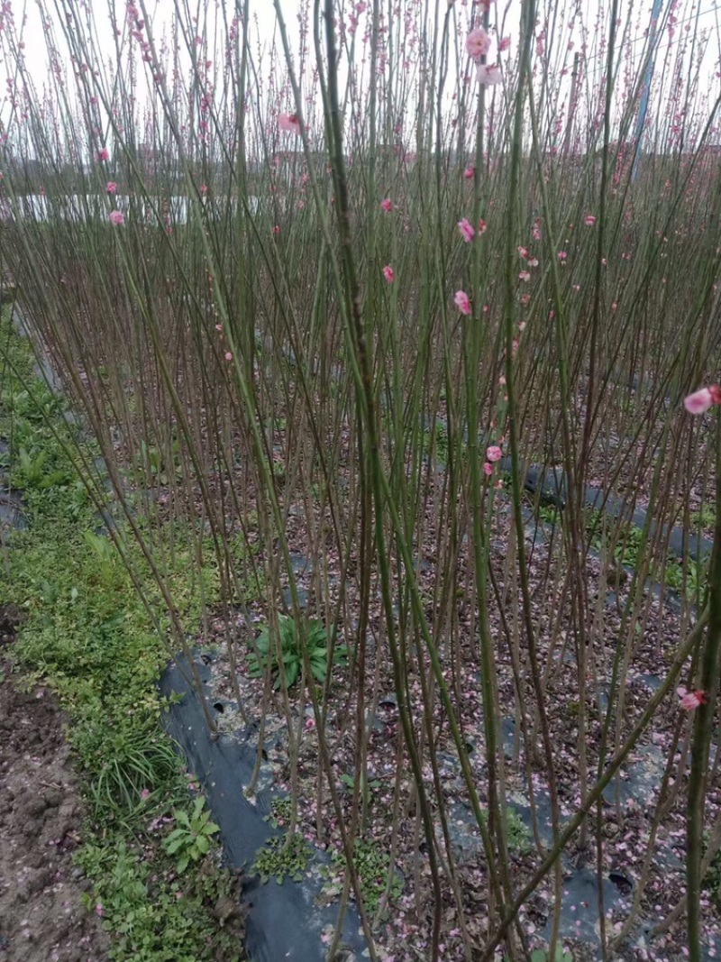 苦丁茶小苗大叶冬青苦丁茶小苗工程苗绿化苗