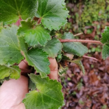 虎耳草，新鲜野生下单现采500克