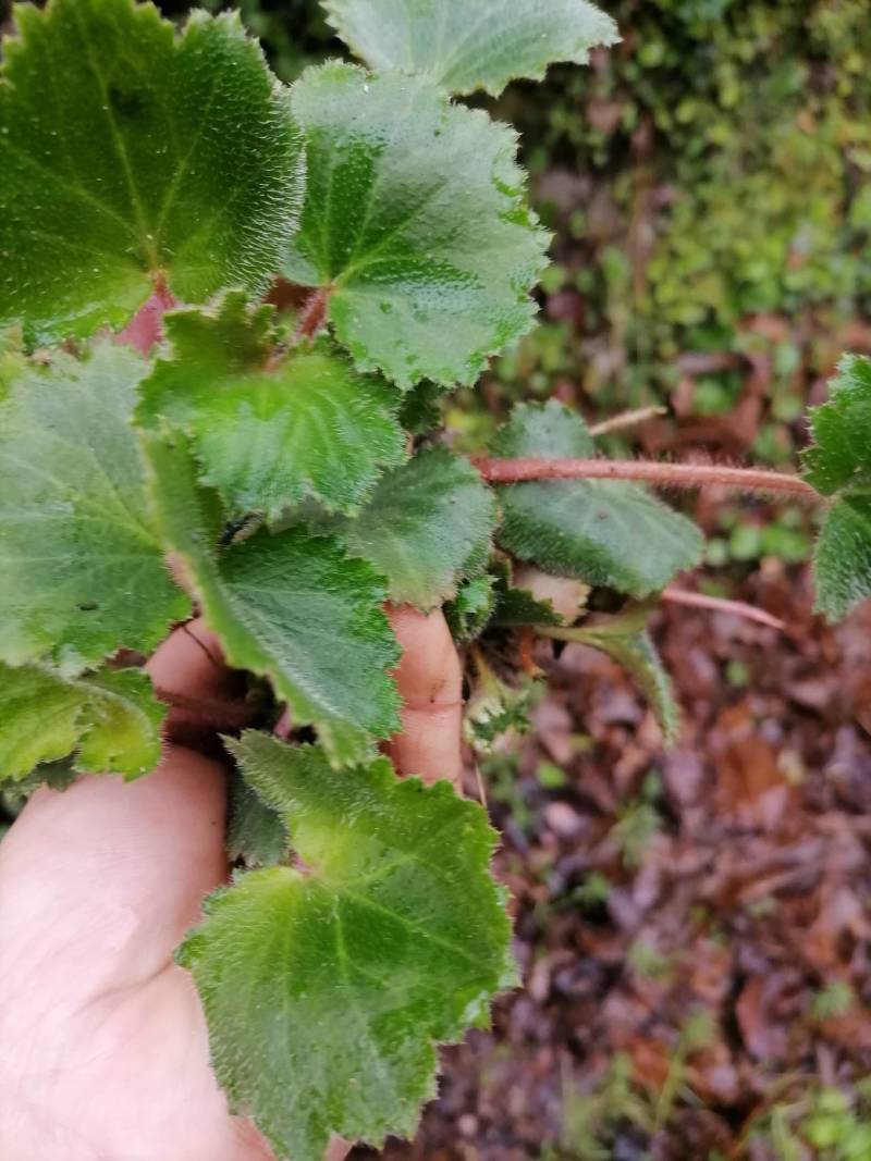 虎耳草，新鲜野生下单现采500克