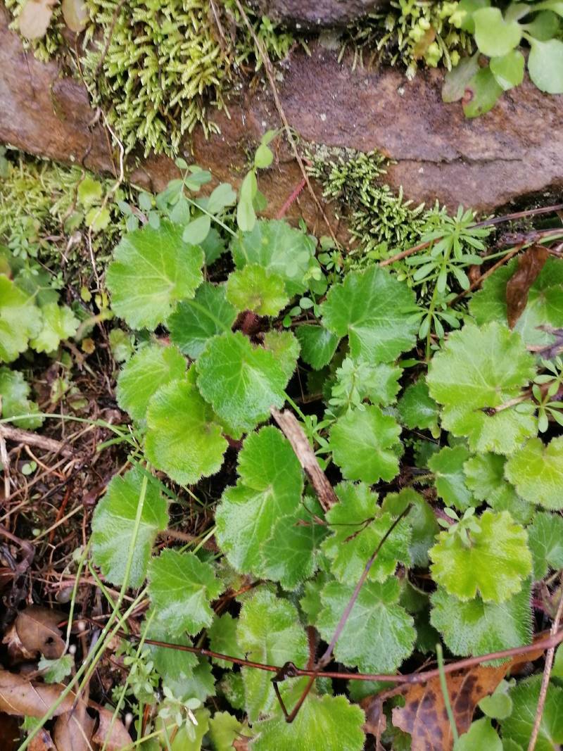 虎耳草，新鲜野生下单现采500克