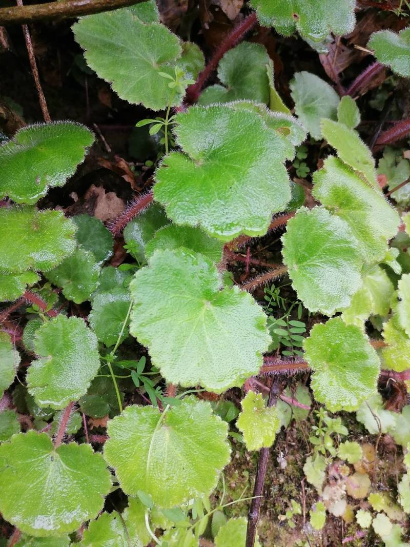虎耳草，新鲜野生下单现采500克