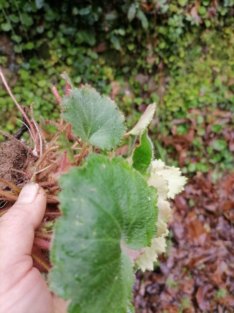 虎耳草，新鲜野生下单现采500克