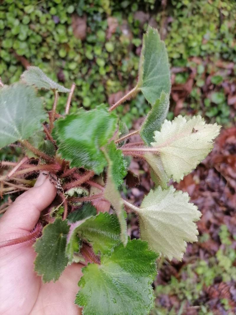 虎耳草，新鲜野生下单现采500克