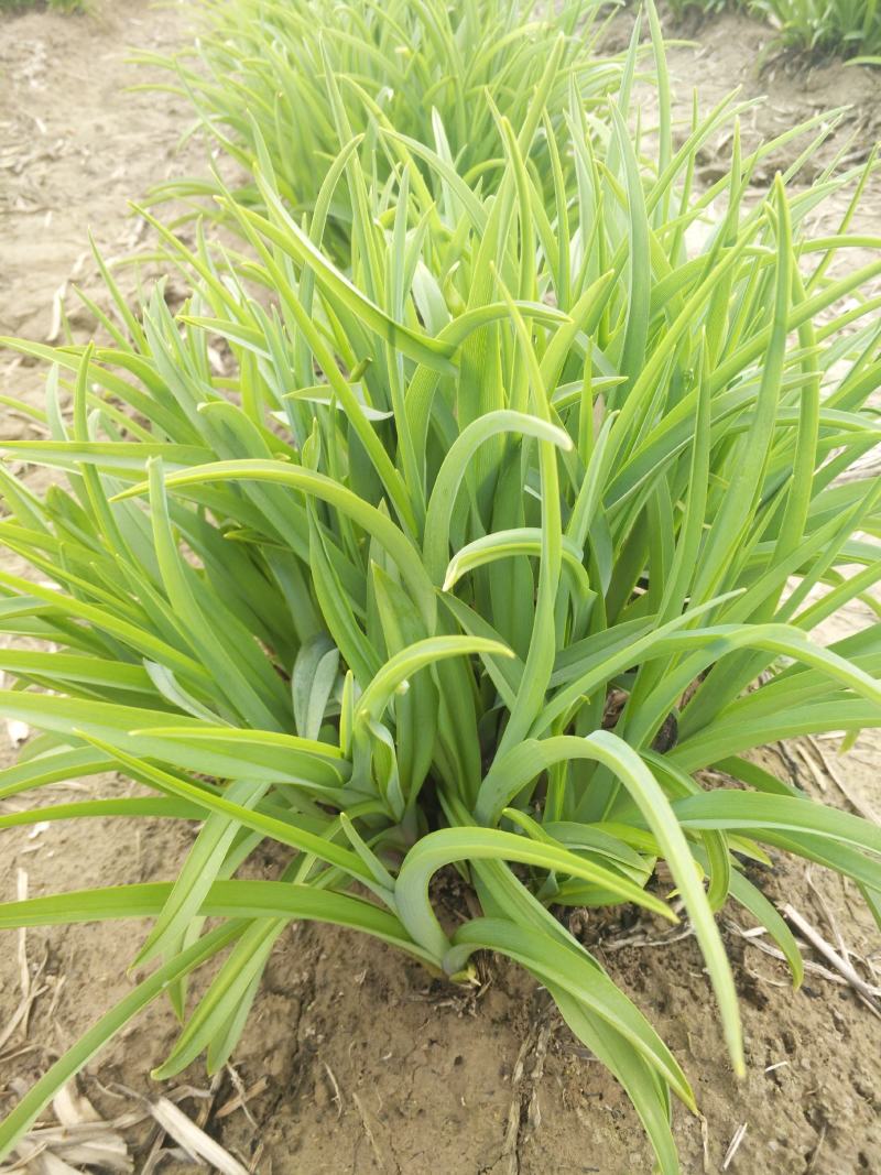 四月花黄花菜种苗大量出售