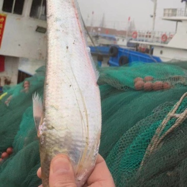 海刀鱼，毛刀长海刀鱼，海刀鱼海鲜特产，特别新鲜海刀鱼