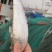 海刀鱼，毛刀长海刀鱼，海刀鱼海鲜特产，特别新鲜海刀鱼