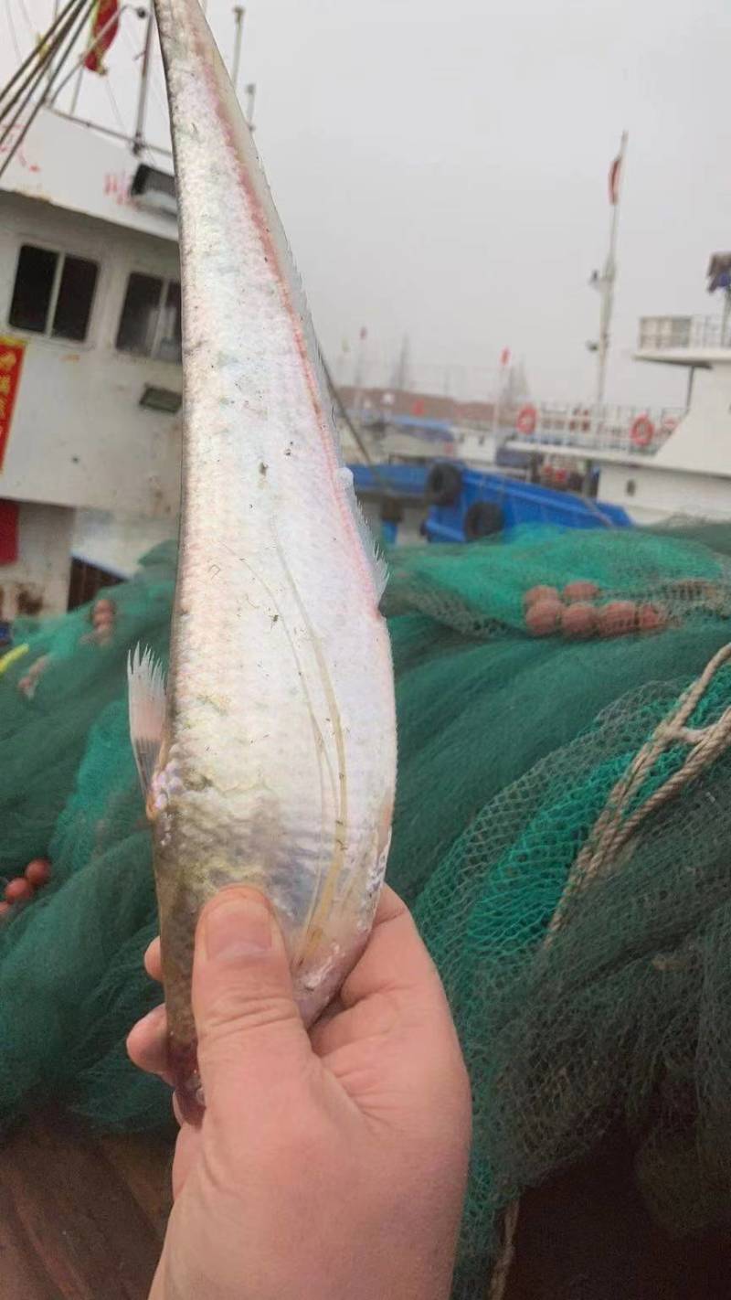 海刀鱼，毛刀长海刀鱼，海刀鱼海鲜特产，特别新鲜海刀鱼