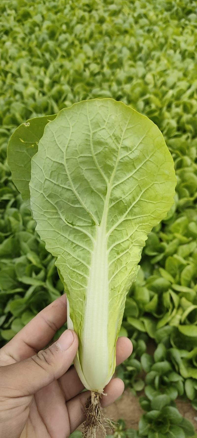 常年供应各种规格快菜，质量保证，提供代办，一手货源
