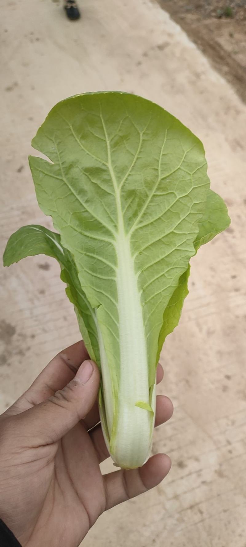 常年供应各种规格快菜，质量保证，提供代办，一手货源