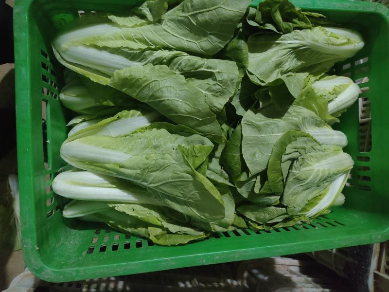常年供应各种规格快菜，质量保证，提供代办，一手货源
