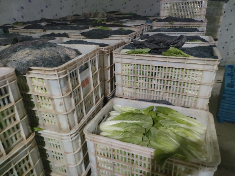常年供应各种规格快菜，质量保证，提供代办，一手货源