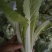 常年供应各种规格快菜，质量保证，提供代办，一手货源