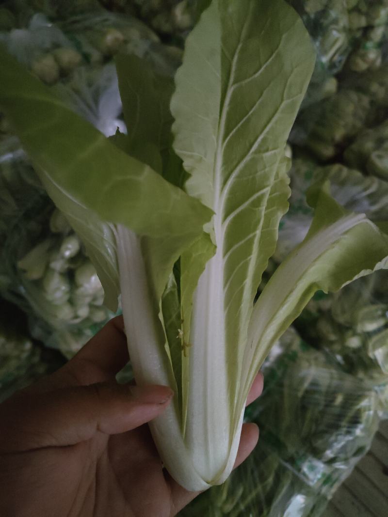常年供应各种规格快菜，质量保证，提供代办，一手货源