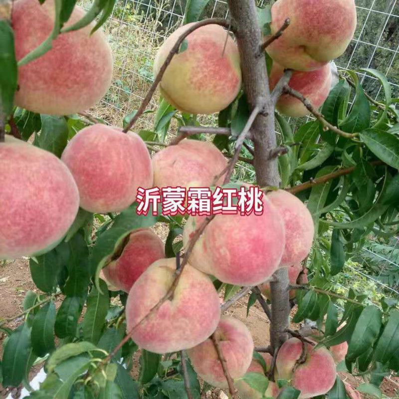 沂蒙映霜红桃新品种嫁接桃树苗现挖现发包成活包结果